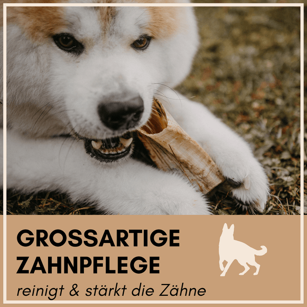 Hund kaut auf einem Kauartikel zur Zahnpflege mit der Aufschrift Grossartige Zahnpflege reinigt und stärkt die Zähne