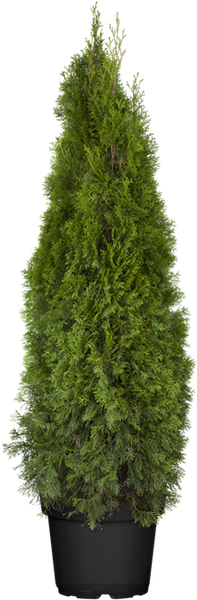 Thuja occidentalis 'Smaragd', Lebensbaum, immergrün, 120–140 cm