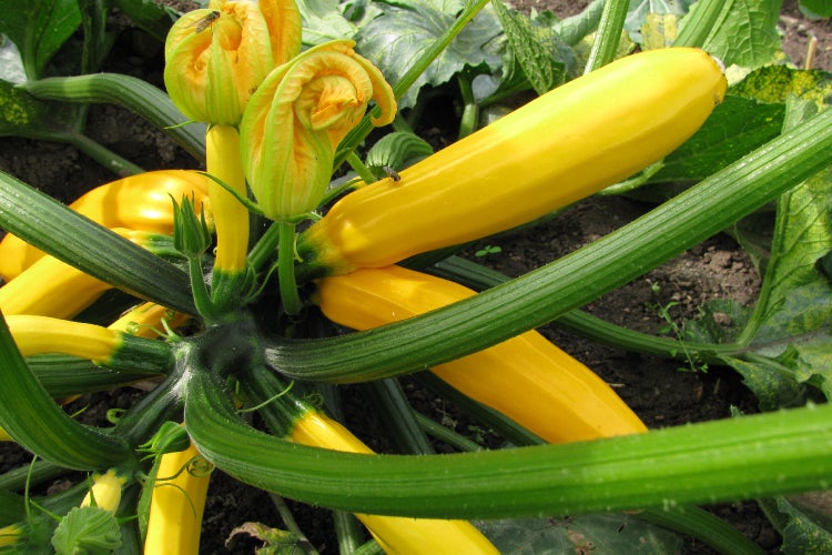 SAFLAX  - BIO - Ziucchini - Gold Rush - Cucurbita pepo var. cylindrica - 5 Samen - Mit keimfreiem Anzuchtsubstrat