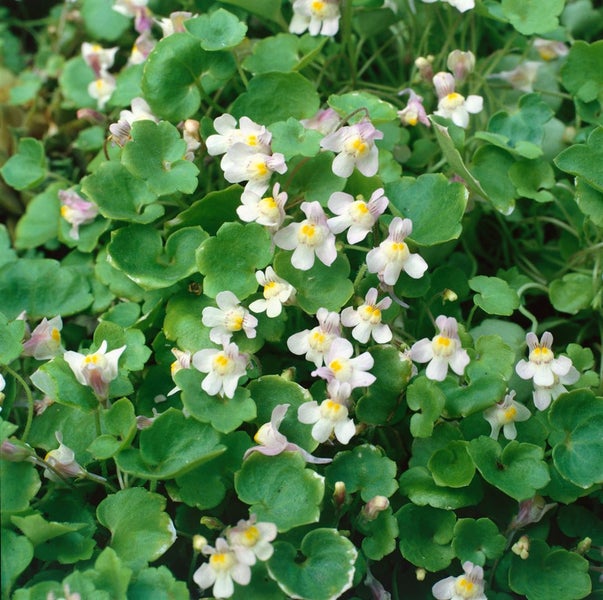 Cymbalaria muralis, Zimbelkraut, ca. 9x9 cm Topf, pflegeleicht