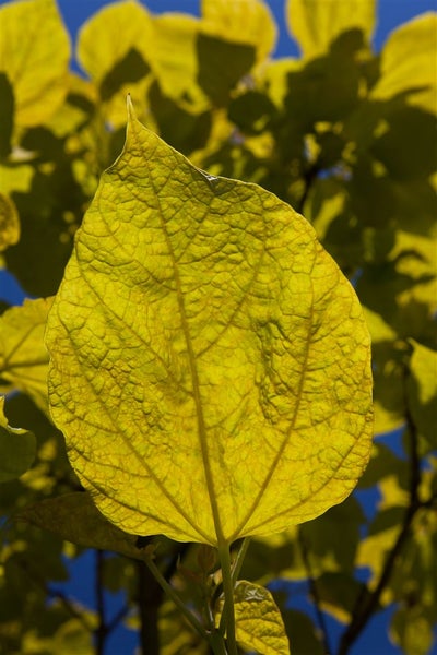 Catalpa bignonioides 'Aurea', Trompetenbaum, goldgelb, 100–125 cm