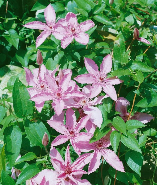 Clematis Hybride 'Hagley Hybrid', Waldrebe, rosa Blüten, 100–150 cm