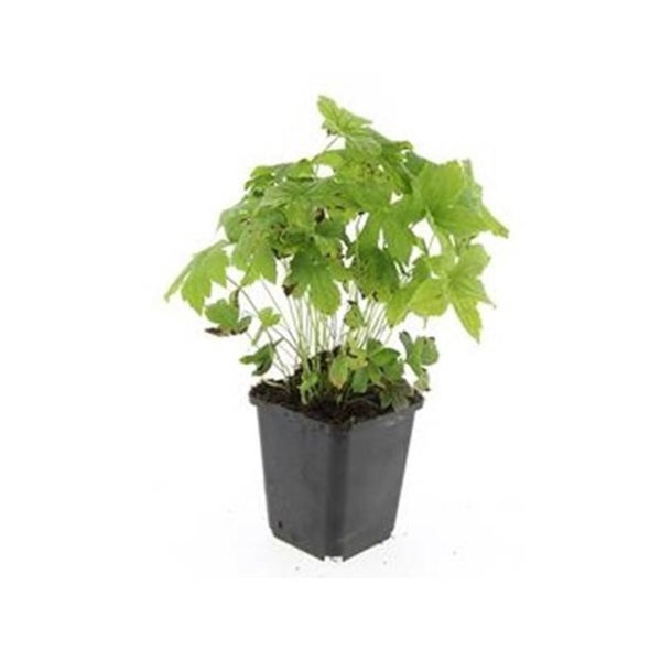 Bodendecker - Knotiger Storchschnabel - Geranium nodosum - 9cm Topf - Set mit 20 Pflanzen