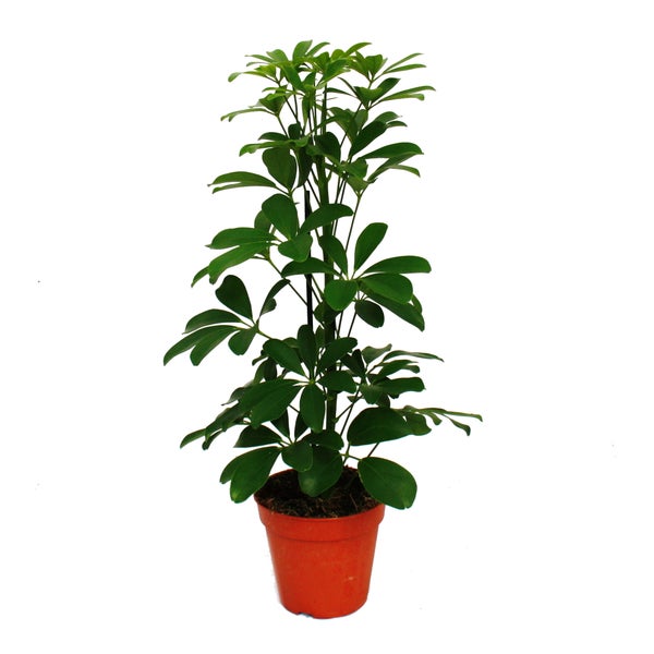 Strahlenaralie - Schefflera -  grünlaubig - 12cm Topf - Zimmerpflanze - ca. 40-45cm hoch