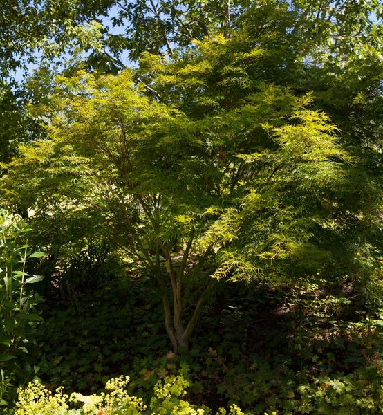 Acer palmatum 'Seiryu', Japanischer Ahorn, filigran, 60–80 cm