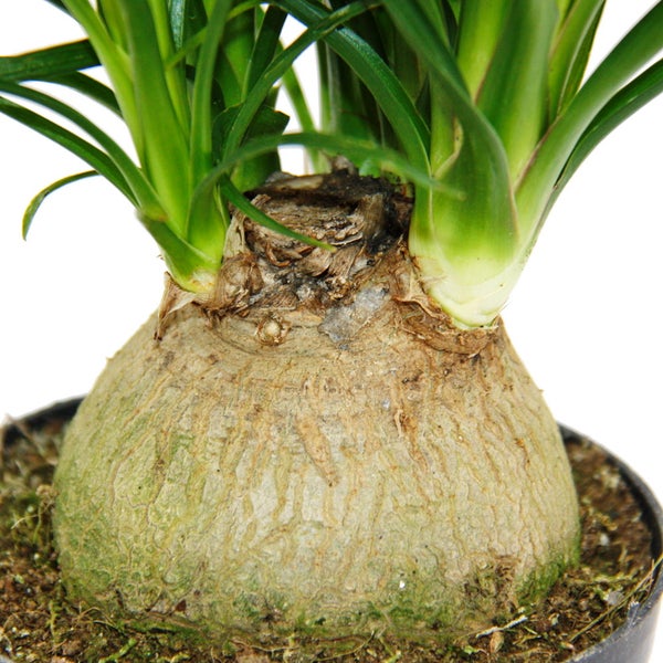 Kleiner Elefantenfuss - Beaucarnea recurvata - Nolina - Zimmerpflanze - 12cm Topf - Kugel