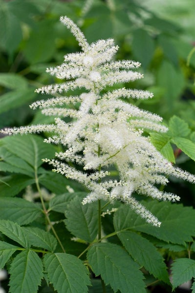 Aruncus dioicus, Wald-Geißbart, weiß, ca. 9x9 cm Topf