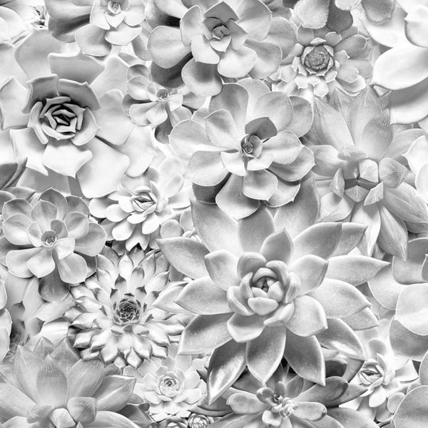 Nahaufnahme verschiedener Sukkulenten