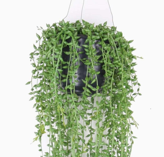 Künstliche Hängepflanze mit langen grünen Ranken und kleinen, ovalen Blättern.