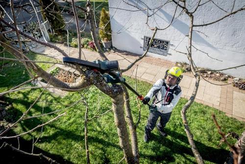 Eine Person schneidet einen Baum mit einer Hochentaster-Kettensäge.