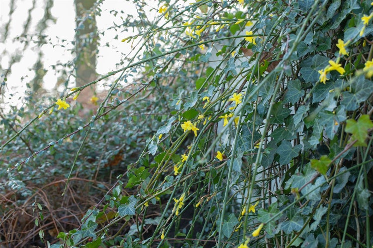 Jasminum nudiflorum, Winterjasmin, gelb, 40–60 cm