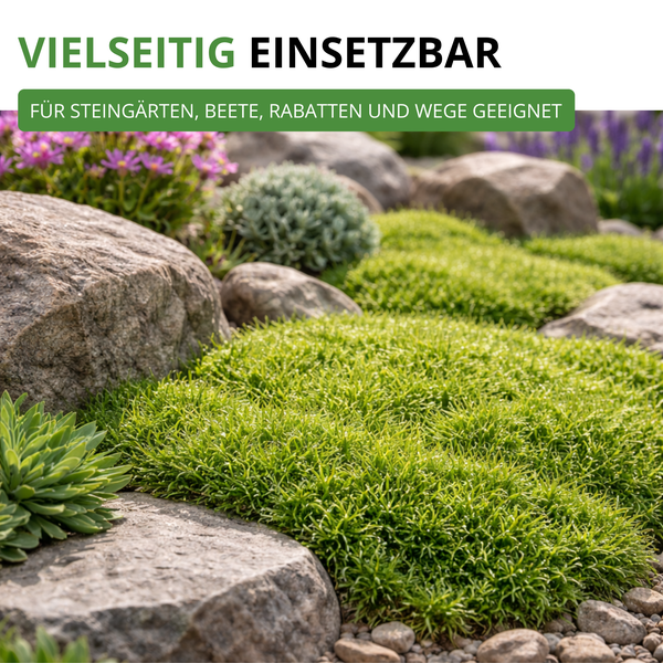 Vielseitiger Bodendecker im Steingarten zwischen Steinen, geeignet für Beete, Rabatten und Wege.