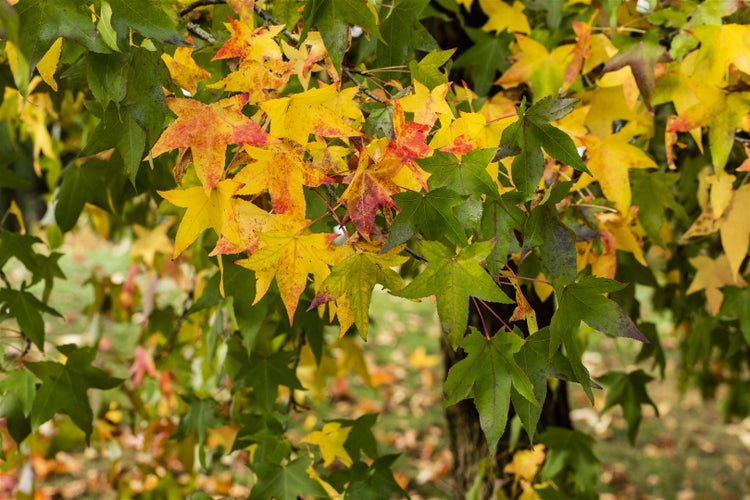 Liquidambar styraciflua, Amberbaum, 150–175 cm