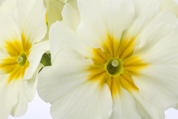 Primula elatior, Schlüsselblume, gelb, ca. 9x9 cm Topf