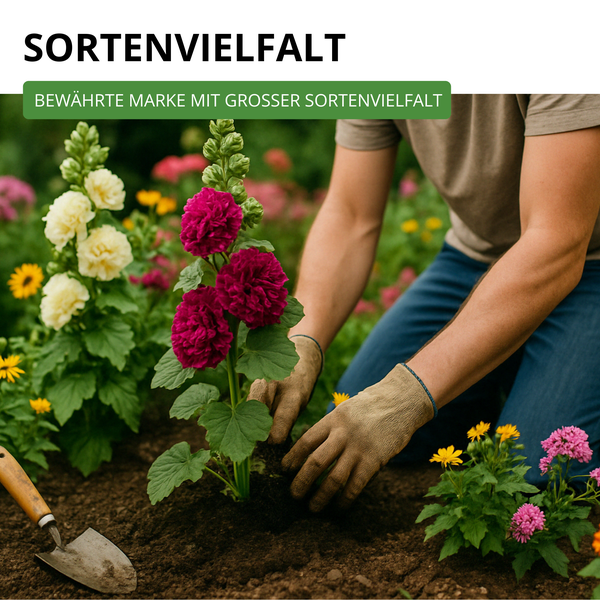 Eine Person pflanzt eine dunkelrosa Stockrose in ein Blumenbeet mit verschiedenen Gartenblumen. Text: Große Sortenvielfalt.