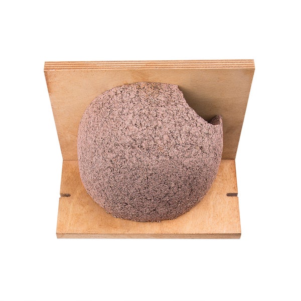 Schwalbennest mit Holzbrett