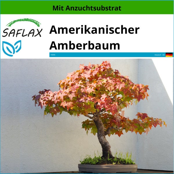 SAFLAX  - Amerikanischer Amberbaum - Liquidamber styraciflua - 100 Samen - Mit keimfreiem Anzuchtsubstrat