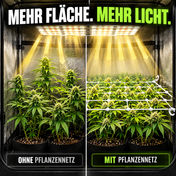 Vergleichsbild von Cannabispflanzen in einem Growzelt ohne und mit einem Pflanzennetz unter einer LED Pflanzenlampe.