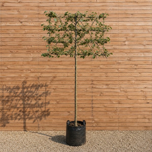 Ein Spalierbaum mit quadratisch geformter Krone in einem schwarzen Pflanzgefäß vor einer Holzfassade.