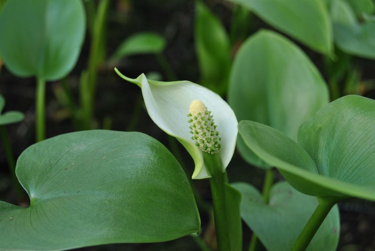 Calla palustris, Sumpf-Calla, weiß, ca. 9x9 cm Topf