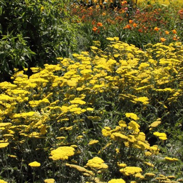 Gelbe Schafgarbenblüten in einem Gartenbeet