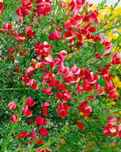 Cytisus praecox 'Hollandia', Besenginster, rosa Blüten, 60 cm Stammhöhe