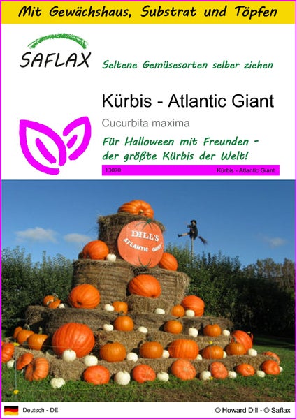 SAFLAX Anzucht Set - Kürbis - Atlantic Giant - Cucurbita maxima - 7 Samen - Mit Mini-Gewächshaus, Anzuchtsubstrat und 2 Töpfen