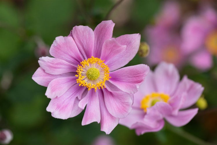 Anemone hupehensis 'Ouvertüre', Herbst-Anemone, rosa, ca. 9x9 cm Topf