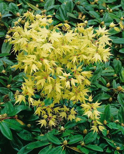 Acer palmatum 'Reticulatum', Japanischer Ahorn, 80–100 cm