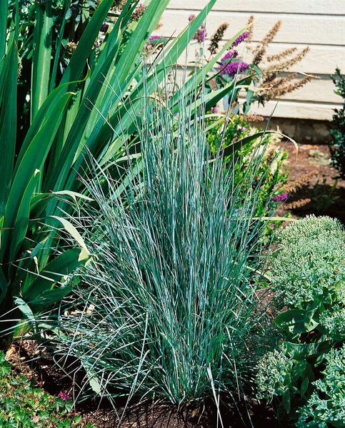 Schizachyrium scoparium, Präriegras, ca. 9x9 cm Topf, zierlich