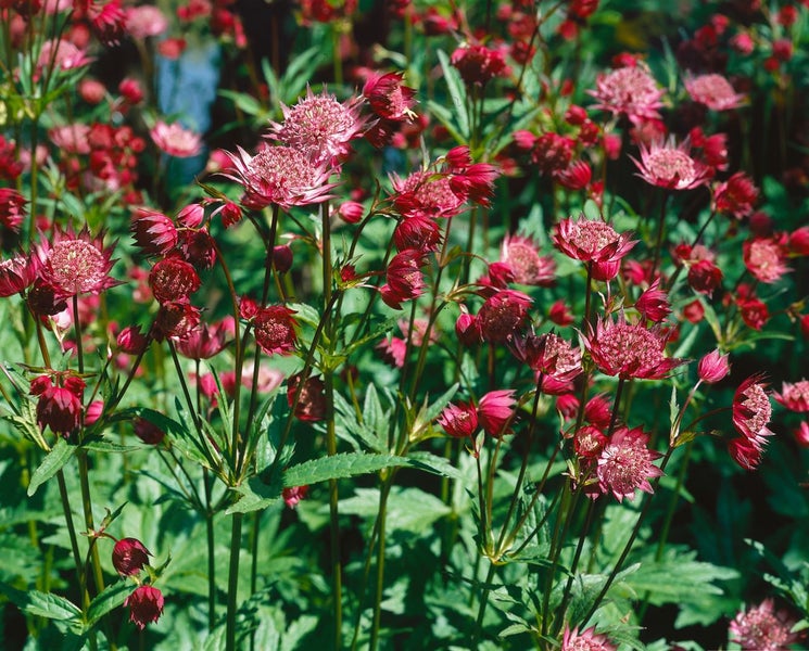 Astrantia major 'Hadspen Blood', Sterndolde, dunkelrot, ca. 11x11 cm Topf