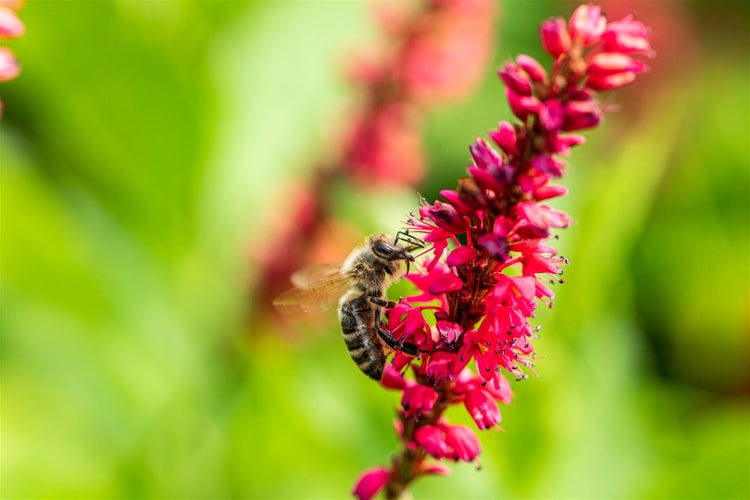 Biene auf roter Garten-Knöterich-Blume