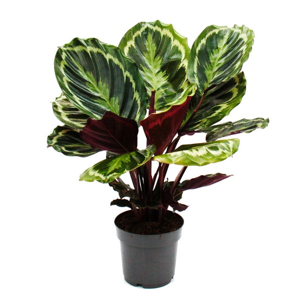 Zimmerpflanze Korbmarante Calathea roseopicta mit gemusterten Blättern und roter Blattunterseite im Kulturtopf.