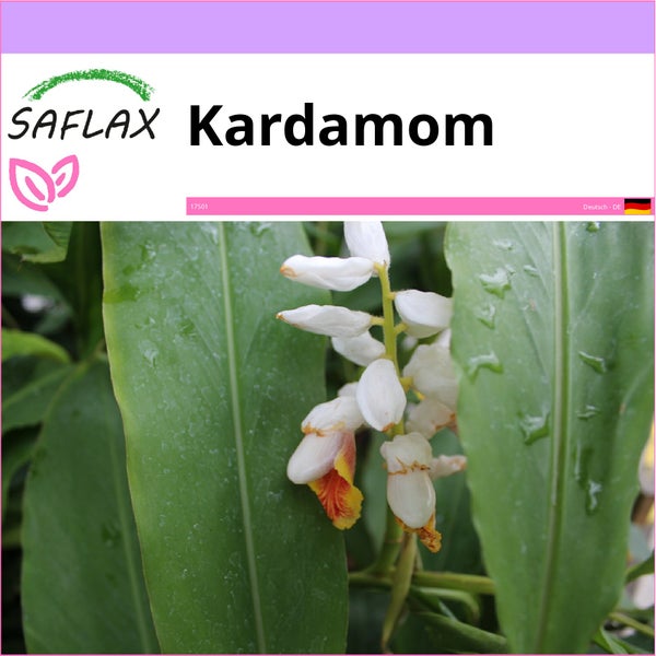 SAFLAX  - Kardamom - Elettaria cardamomum - 20 Samen