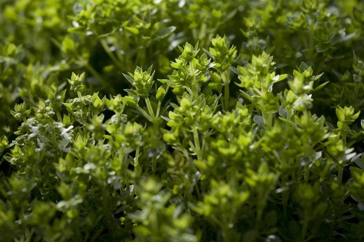 Detailaufnahme von Quendelblüten