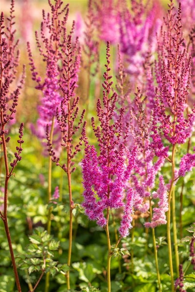 Astilbe chinensis var. taquetii 'Purpurlanze', purpurrot, ca. 9x9 cm Topf