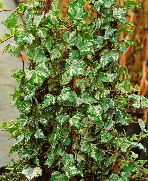 Hedera helix 'Kolibri', Efeu, buntlaubig, ca. 9x9 cm Topf