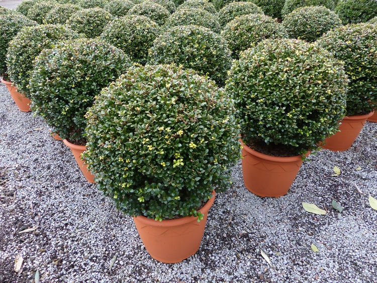In Kugelform geschnittene Ilex crenata Pflanzen in Kunststofftöpfen auf Kies.