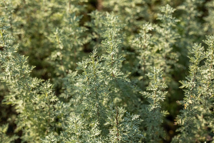 Artemisia absinthium, Wermut, silbrig-grün, ca. 9x9 cm Topf