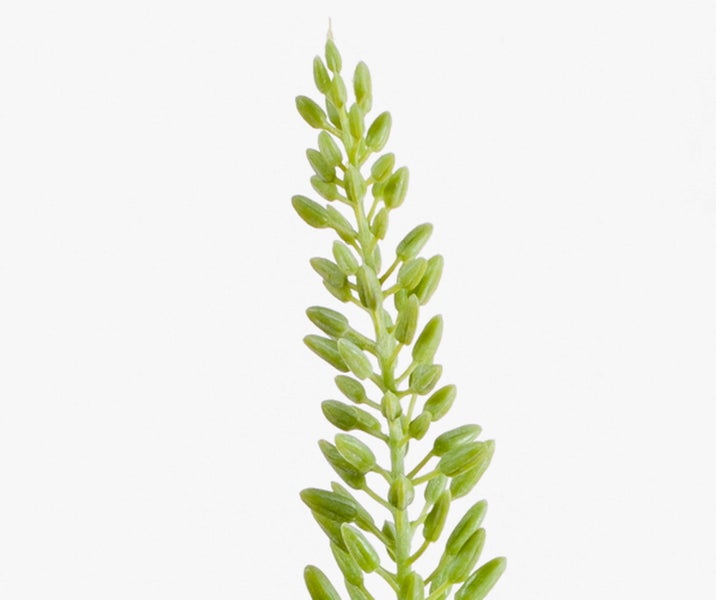 Detailaufnahme eines grünen Blütenstands mit zahlreichen ungeöffneten Knospen an einem Stiel.