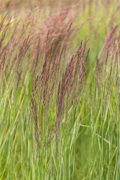 Detailaufnahme von Ziergras mit roten Blütenständen im Garten
