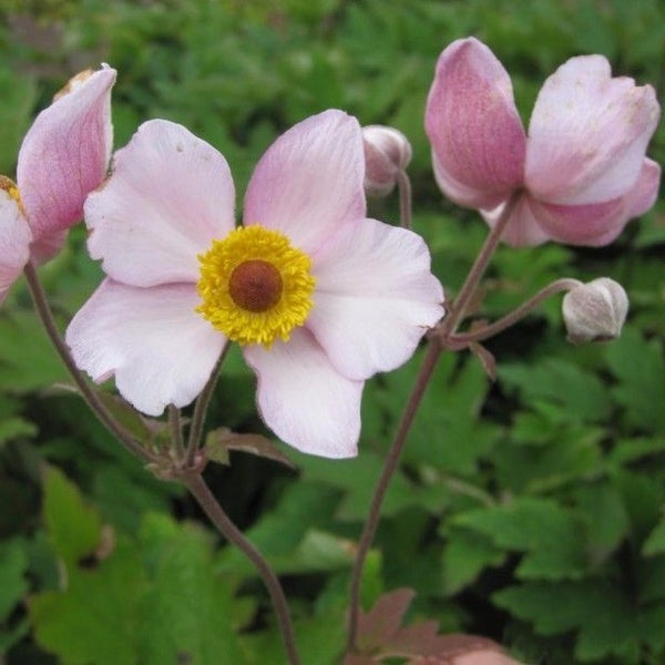 Nahaufnahme einer Japanischen Anemone mit rosa Blütenblättern und gelber Mitte