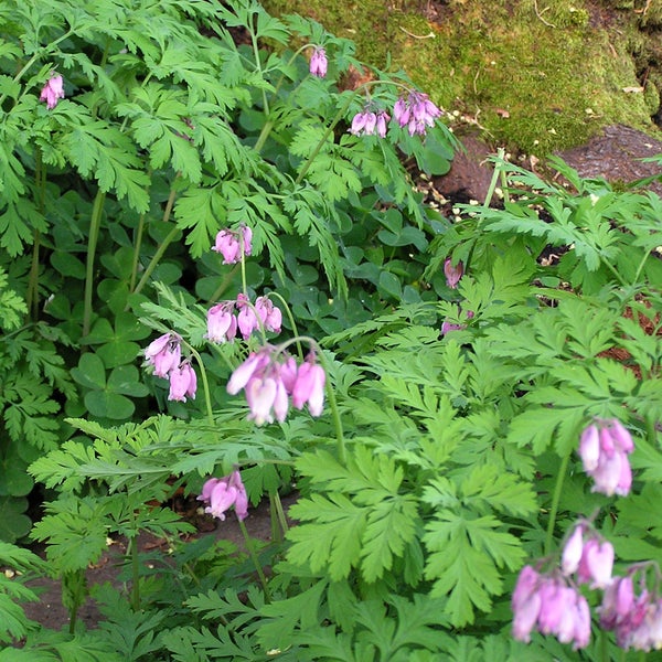 Tränendes Herz Gartenpflanze mit grünen Blättern und rosa Blüten