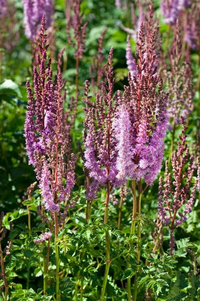 Astilbe chinensis var. taquetii 'Purpurlanze', purpurrot, ca. 9x9 cm Topf