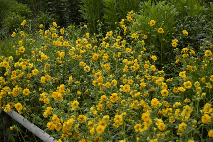 Geum chiloense 'Goldball', Nelkenwurz, leuchtend gelb, ca. 9x9 cm Topf
