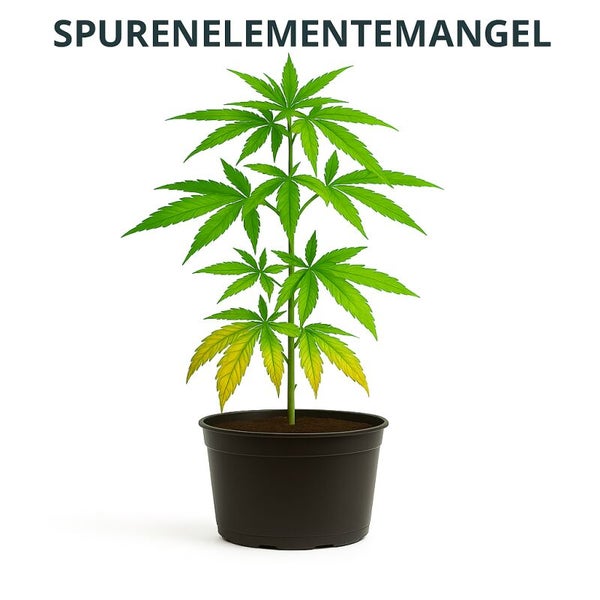 Cannabispflanze in einem Topf mit Anzeichen von Spurenelementemangel an den unteren Blättern.