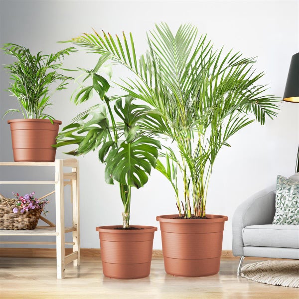 Zimmer mit Topfpflanzen auf einem Regal und auf dem Boden