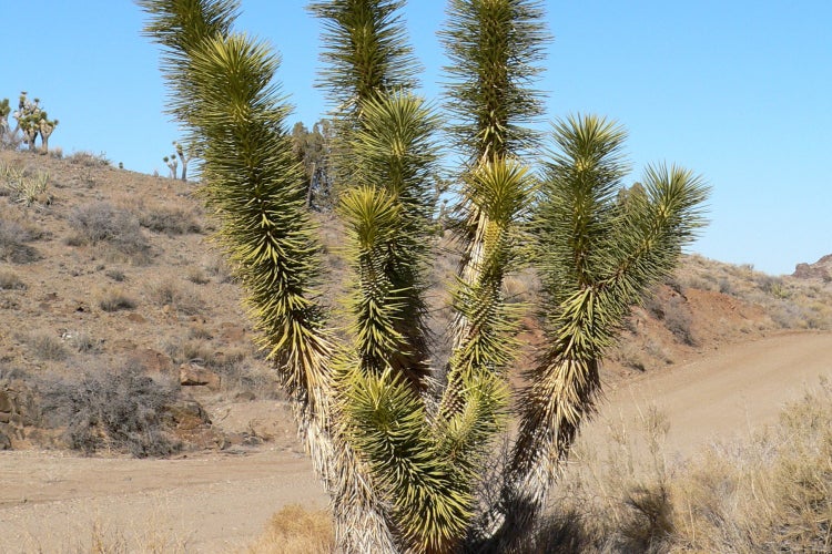 SAFLAX Garden to go - Joshua Tree - Yucca brevifolia - 10 Samen - Mit Topf, Klima - Deckel und Anzuchtsubstrat