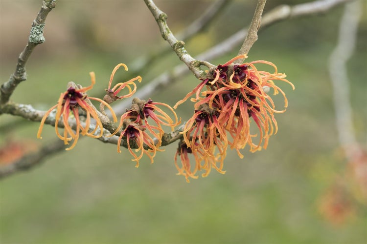 Hamamelis intermedia 'Jelena', Zaubernuss, kupferorange, 40–60 cm