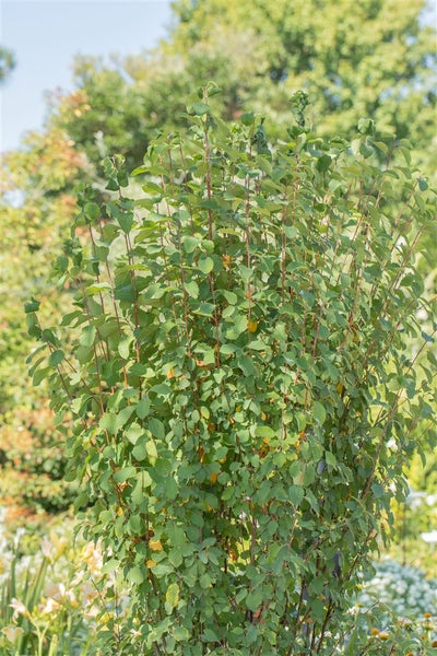 Amelanchier alnifolia 'Obelisk', Felsenbirne, aufrecht, 40–60 cm